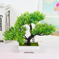 Plastic Bonsai