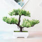 Plastic Bonsai